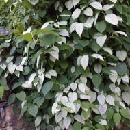 Саджанець Актинідія полігама (чоловіча) в контейнері